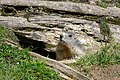 * Nomination Alpine marmot (Marmota marmota) --Uoaei1 04:54, 30 November 2016 (UTC) * Promotion Good quality. -- Ikan Kekek 05:02, 30 November 2016 (UTC)