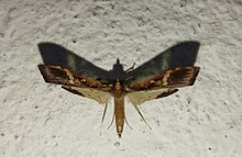 Maruca vitrata photographed at night, in West Bengal, India. Maruca vitrata photographed at night, in West Bengal, India.jpg