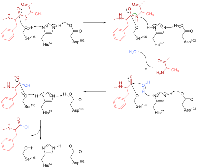 Mechanism of peptide bond cleavage by chymotrypsin. Mechanism of peptide bond cleavage in a-chymotrypsin.svg
