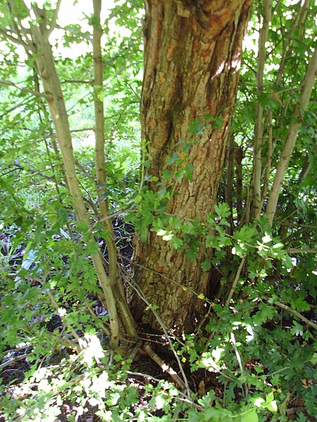 File:Medlar rootstock.jpg