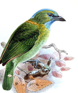 Megalaema pulcherrima Keulemans.jpg