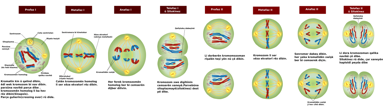 File Meiosis Stages Ku Svg Wikimedia Commons