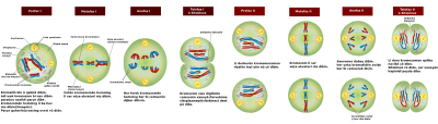 Thumbnail for File:Meiosis Stages ku.svg