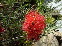 Melaleuca fulgens