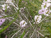 Melaleuca glaberrima (yapraklar, çiçekler, meyveler) .JPG
