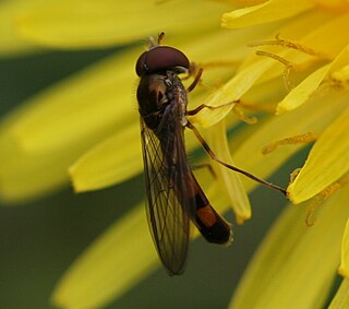 <i>Melanostoma scalare</i> Species of fly