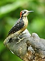 juvenile Male