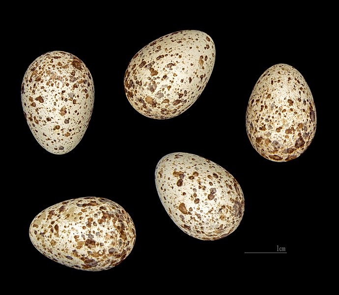 File:Melanocorypha calandra MHNT 232 Moulares Tunisie.jpg