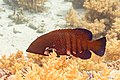 * Nomination Roving coral grouper (Plectropomus pessuliferus), Ras Muhammad National Park, Egypt --Poco a poco 18:01, 28 July 2022 (UTC) * Promotion  Support Good quality. --Jakubhal 18:56, 28 July 2022 (UTC)
