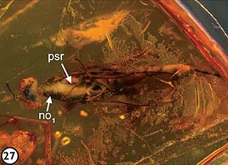 <i>Metapelma archetypon</i> Extinct species of wasp