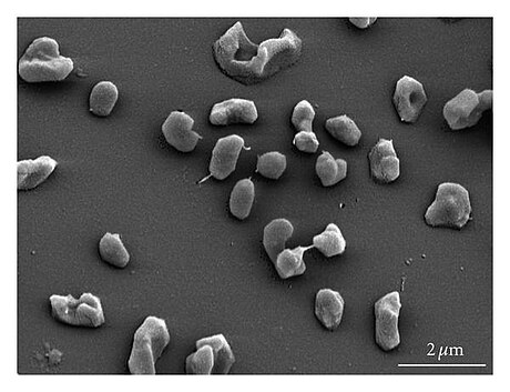 Methanomicrobia