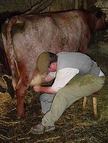 Milking-a-cow-past.jpg