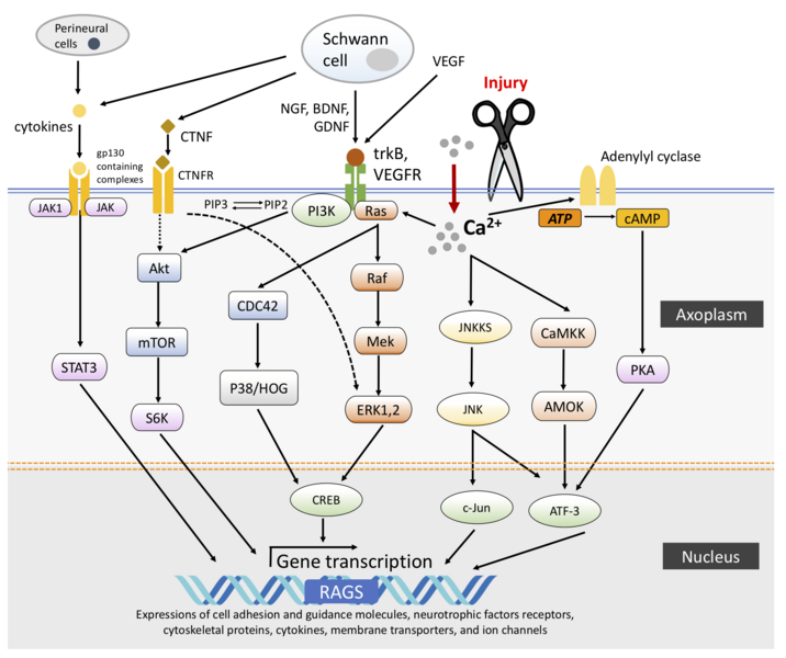 File:Molecular response after nerve injury.png