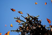 Mariposa Monarca Biosphere Reserve