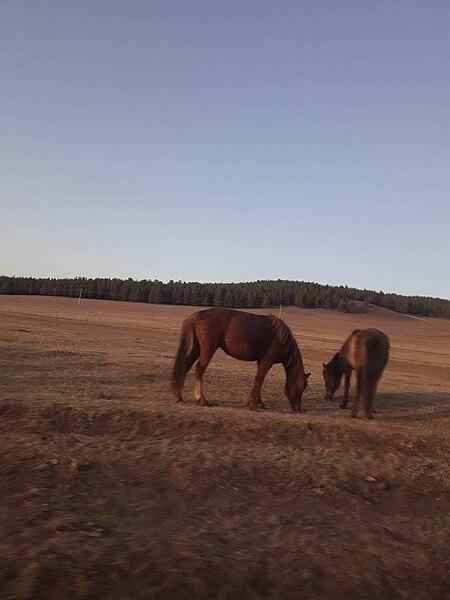 File:Mongolian horses in autumn.jpg