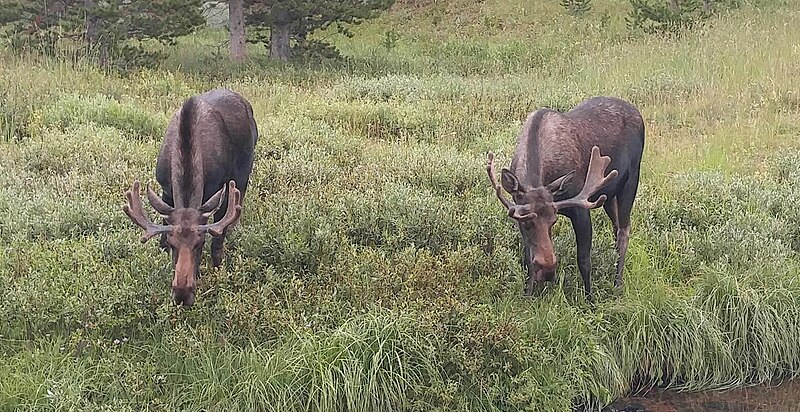 File:Moose - Woodrock Guard Station.jpg