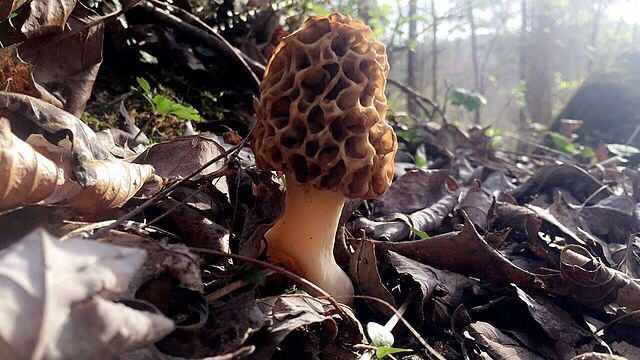 Morel Mushrooms are commonly found in Estill County in the spring, with Irvine's Mountain Mushroom Festilval being dedicated to them.