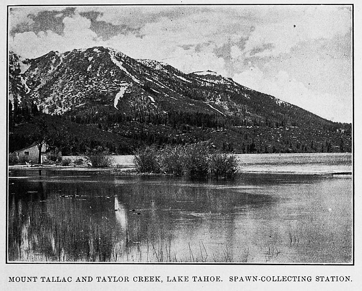 File:Mount Tallac and Taylor Creek, Lake Tahoe.jpg