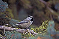 Mountain Chickadee, горнолыжный курорт Санта-Фе.jpg