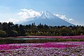 Mt.Fuji - Flickr - t.kunikuni.jpg