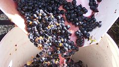 Image 27Crushed grapes leaving the crusher (from Winemaking)