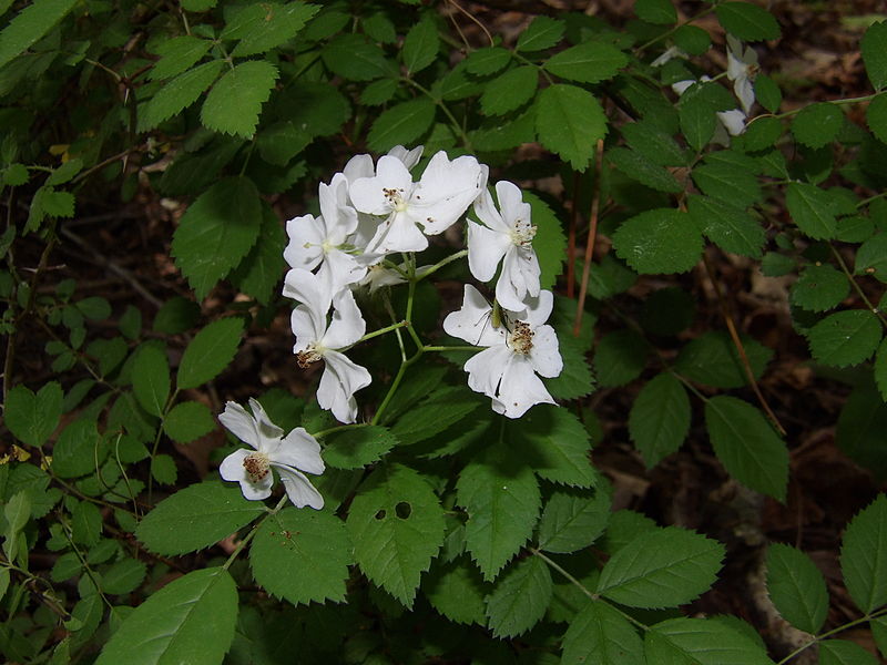 File:Multiflora Rose Flowers.JPG