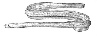 <i>Muraenichthys gymnopterus</i> Species of eel in the family Ophichthidae
