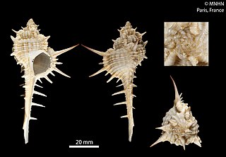 <i>Murex kerslakae</i> Species of gastropod