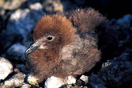 Murphy's petrel, Ducie island.jpg