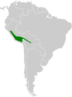 Distribución geográfica de la dormilona de Taczanowski.