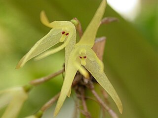 <i>Myoxanthus exasperatus</i> Species of plant