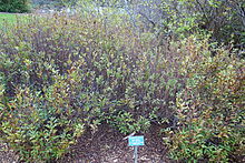 Myrica hartwegii - Ботаникалық аймақтық саябақ, Беркли, Калифорния - DSC04583.JPG