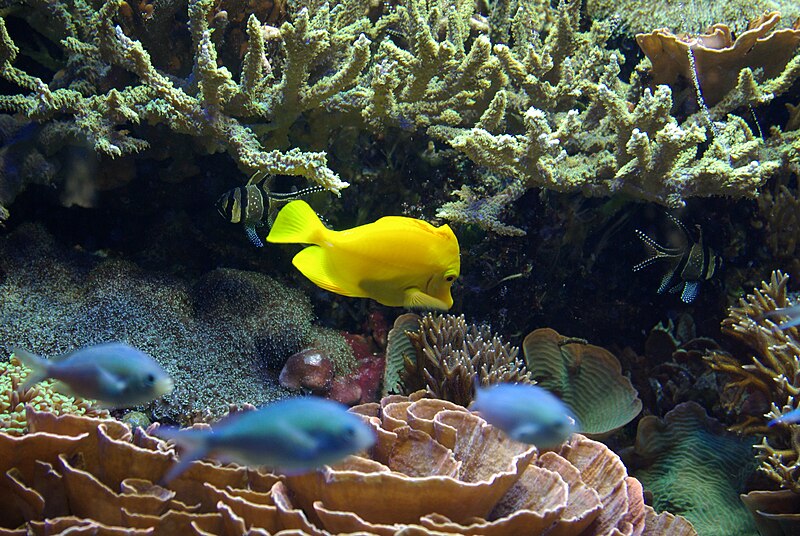 File:Nürnberg Tiergarten Aquarium 001.JPG