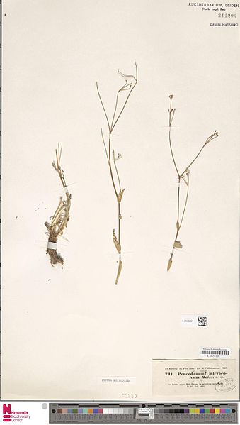 File:Naturalis Biodiversity Center - L.2576861 - Ferula microcolea (Boiss.) Boiss. - Umbelliferae - Plant type specimen.jpeg