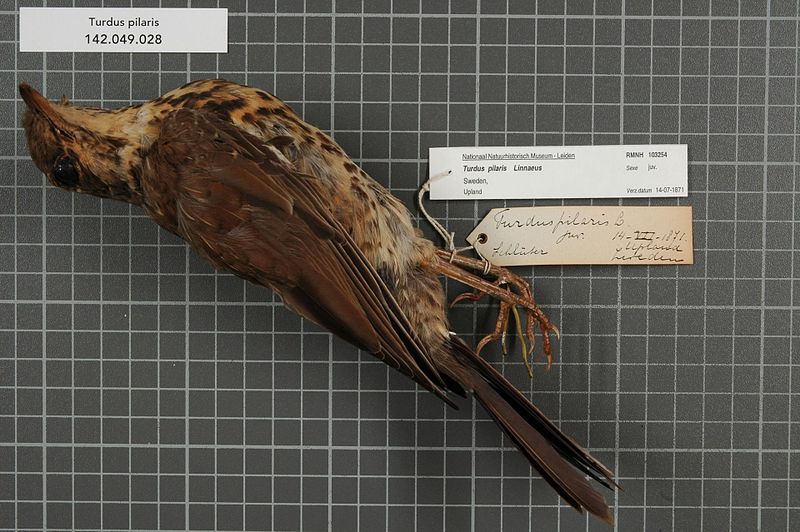 File:Naturalis Biodiversity Center - RMNH.AVES.103254 - Turdus pilaris Linnaeus, 1758 - Turdidae - bird skin specimen.jpeg
