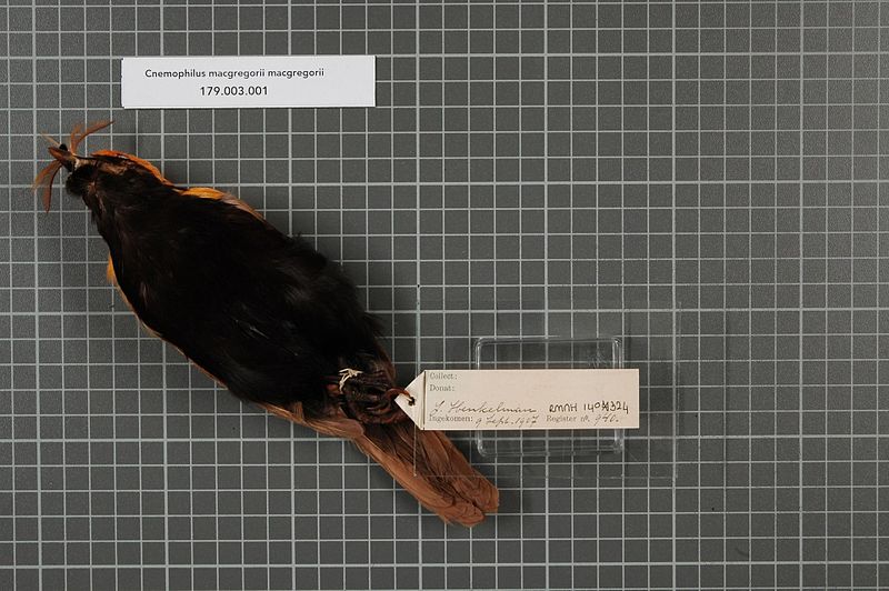 File:Naturalis Biodiversity Center - RMNH.AVES.140324 2 - Cnemophilus macgregorii macgregorii De Vis, 1890 - Paradisaeidae - bird skin specimen.jpeg