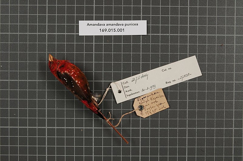 File:Naturalis Biodiversity Center - RMNH.AVES.27538 1 - Amandava amandava punicea (Horsfield, 1831) - Estrildidae - bird skin specimen.jpeg