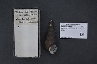 <i>Sulcospira circumstriata</i> Species of gastropod