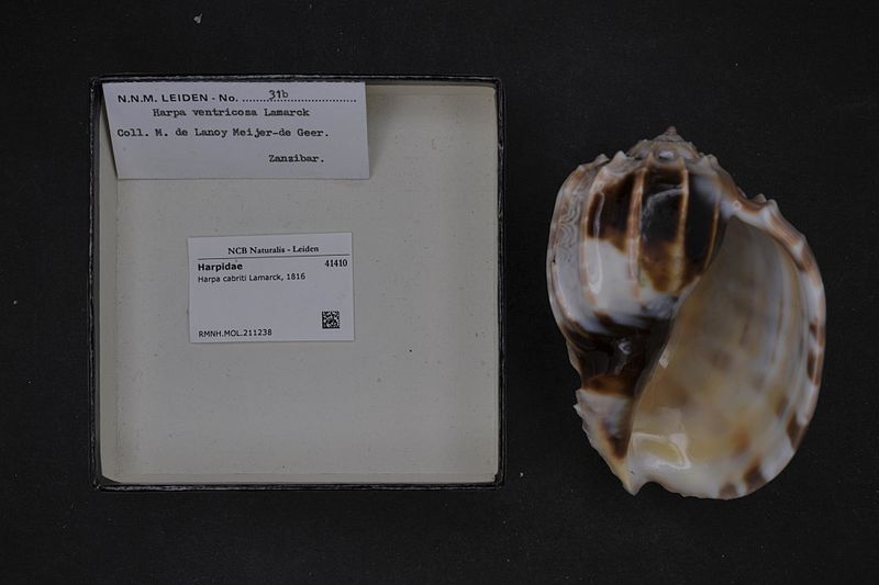 File:Naturalis Biodiversity Center - RMNH.MOL.211238 - Harpa cabriti Lamarck, 1816 - Harpidae - Mollusc shell.jpeg