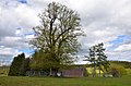 Naturdenkmal 1 Linde, Ziegelhütte Obernheim