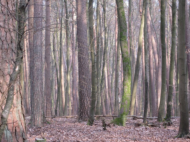 File:Naturschutzgebiet Hesselner Berge IMG 1923.jpg