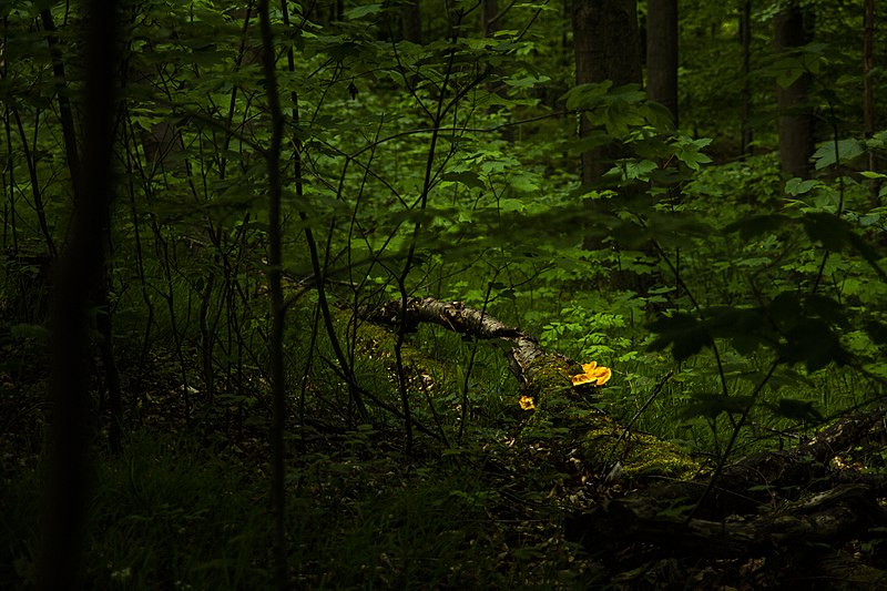 File:Naturschutzgebiet Kleiner Freeden 03.jpg