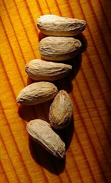 Neem tree seeds Neem tree seeds.JPG