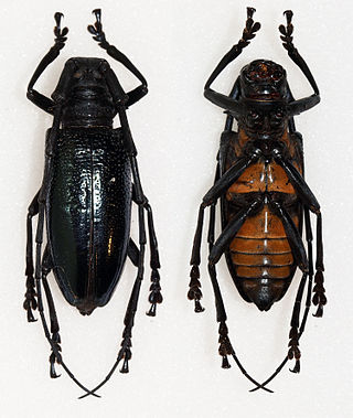 <i>Nemophas cyanescens</i> Species of beetle