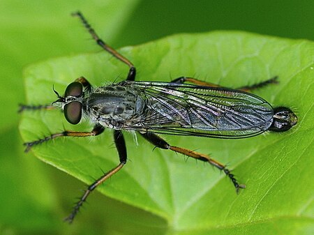 Neomochtherus geniculatus