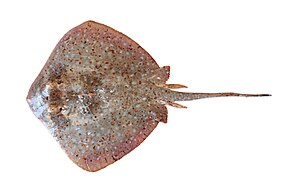 A Neotrygon ningalooensis csiro-nfc.jpg kép leírása.