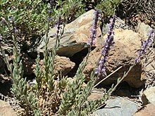 Nepeta teydea Tenerife 1.jpg