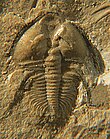 Fossil of the Cambrian trilobite Nephrolenellus Nephrolenellus geniculatus left light CRF.jpg