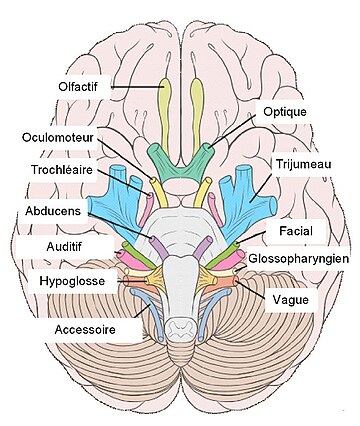 File:Nerfs crâniens.JPG