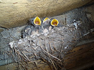 Hungry House Martins